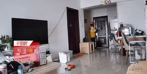 假期出游雇跑腿小哥遛狗 是懒人妙招还是责任缺失？